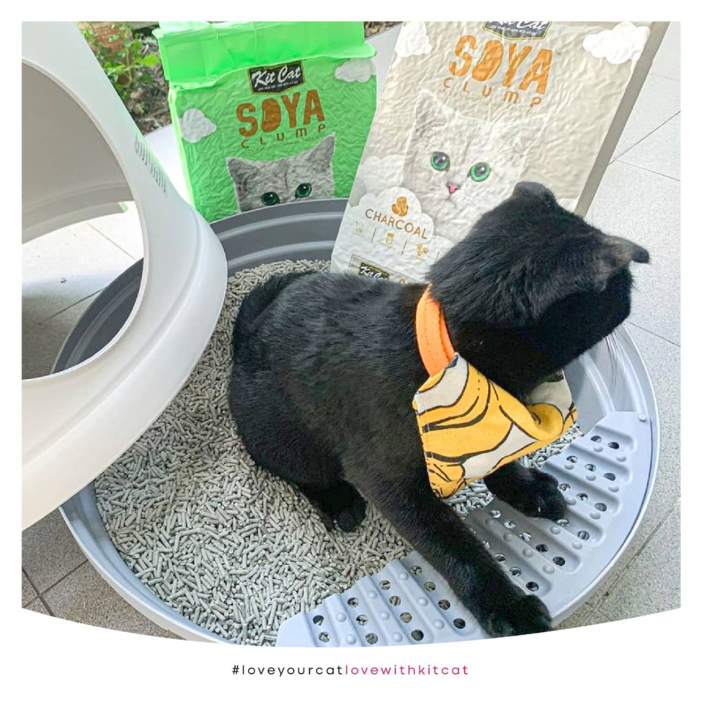 [7L] Cát Đậu Nành Kit Cat Mèo